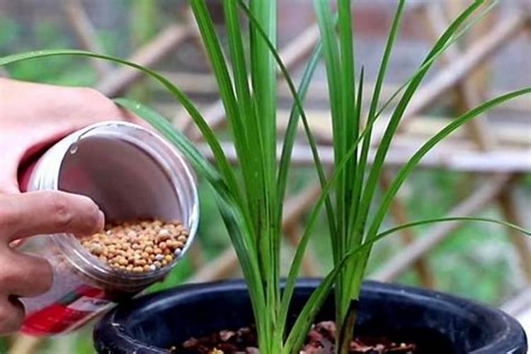 兰花要施什么肥料好才能开花 兰花花期用什么肥料最好