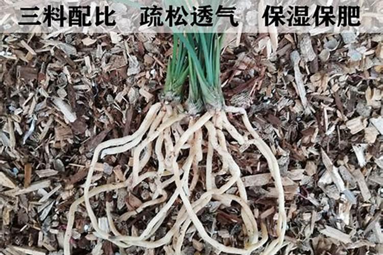 兰花用什么肥料