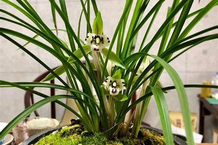 兰花用什么肥料,怎么施肥