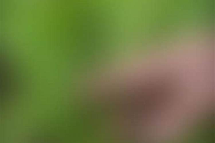 花生高产用哪种叶面肥比较好？应该如何施肥？