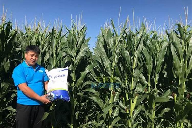 花芽分化用什么叶面肥