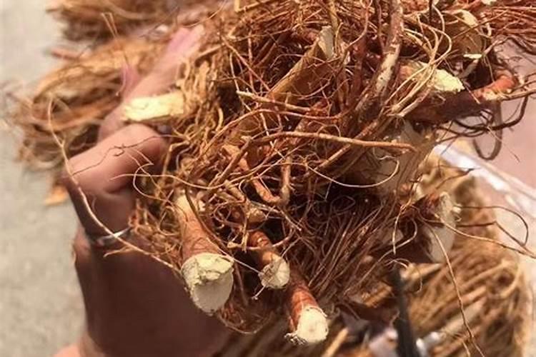 冬瓜施肥的正确方法