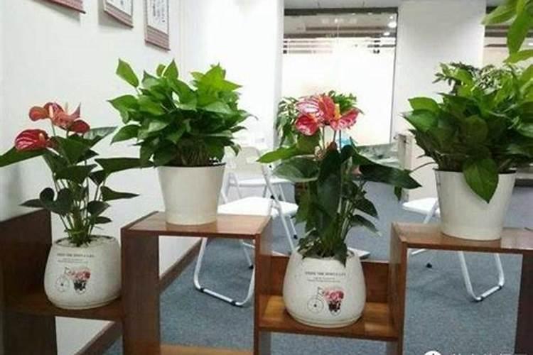 磷酸二铵适合哪些花