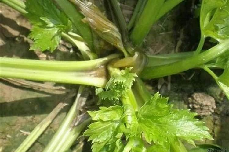 什么是铵态氮肥