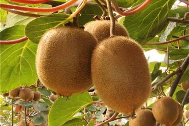 猕猴桃用什么肥料