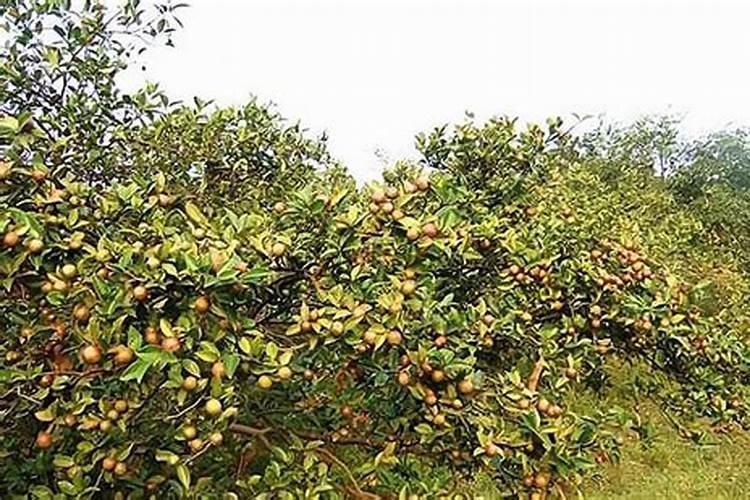 请问一亩地油茶树放多少肥料