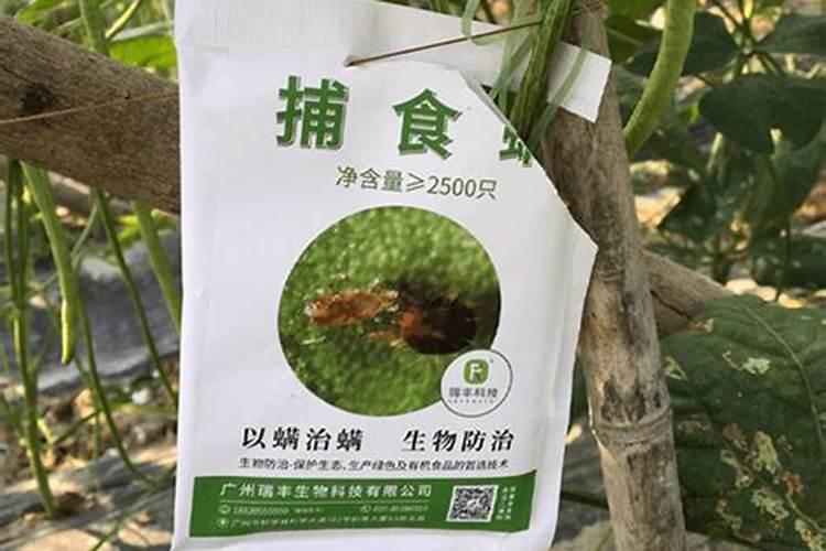 鱼蛋白自制配方