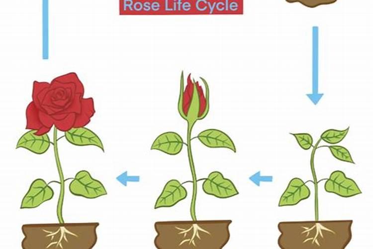 养出鲜艳玫瑰花的施肥标准是什么？