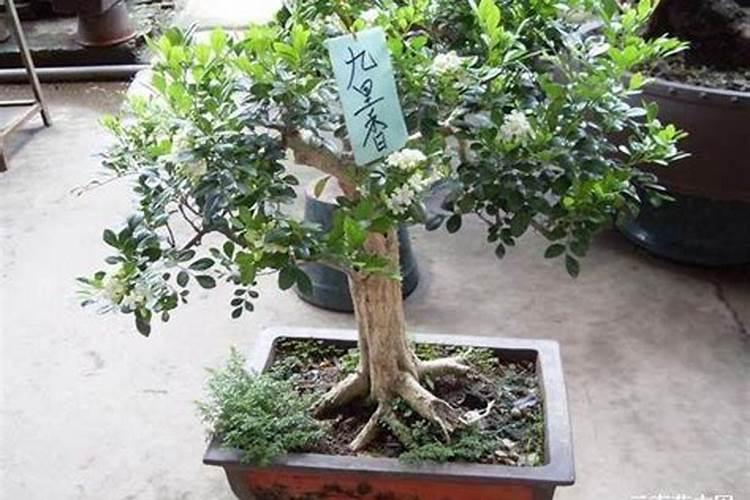 九里香用什么肥