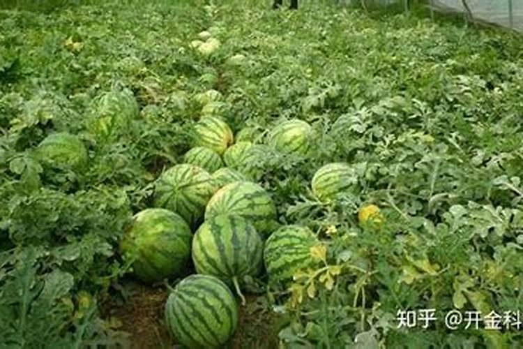 荆芥是一年种一次吗