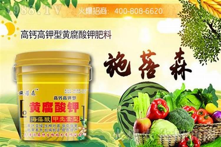 做汉堡包用的生菜是什么蔬菜