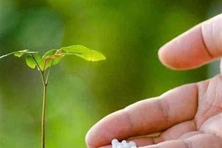 西瓜第几个叶子留瓜 西瓜留第几个叶上的瓜