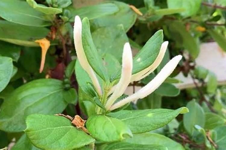 金银花一年需要怎么施肥