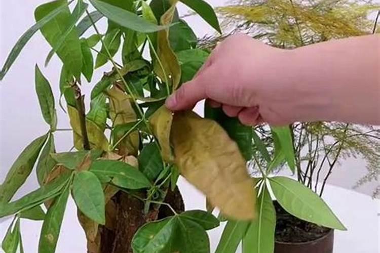 用叶面肥叶叶黄了怎么处理