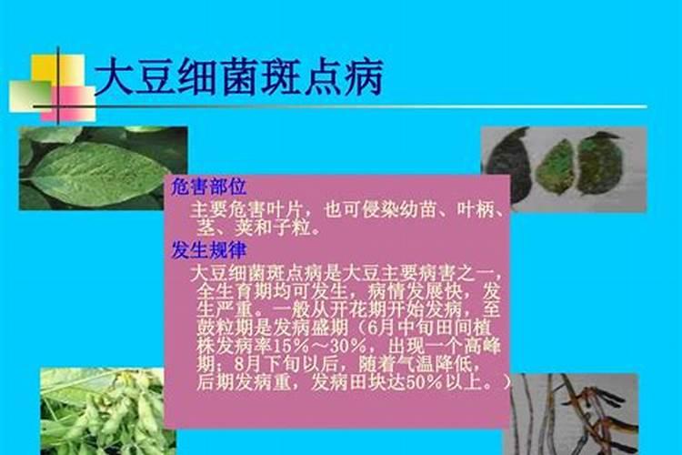 豆角哪时候施肥比较好 豆角什么时候施肥