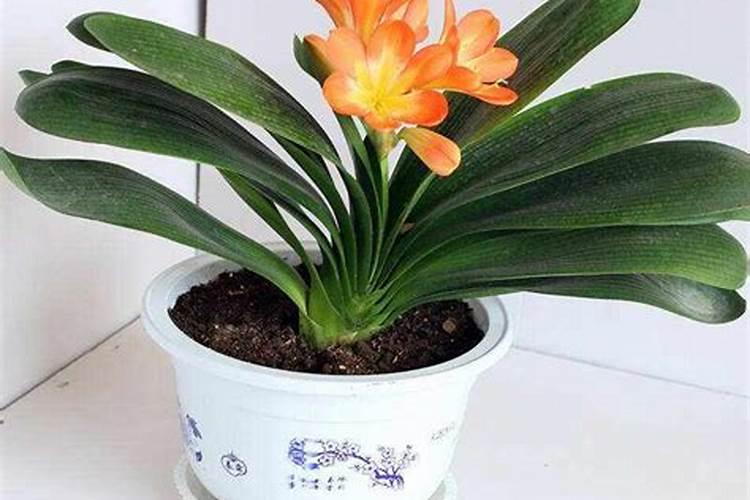 君子兰的种植方法