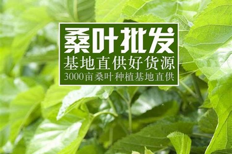 草莓施肥的方法