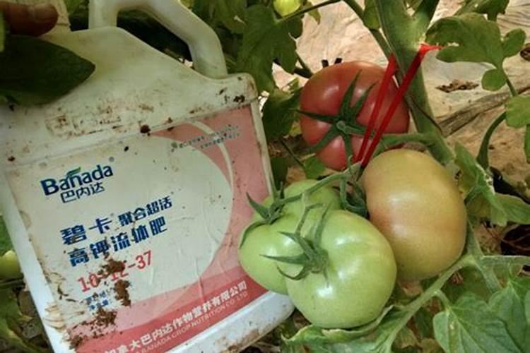 温室大棚西红柿如何施肥？叶面喷施注意事项