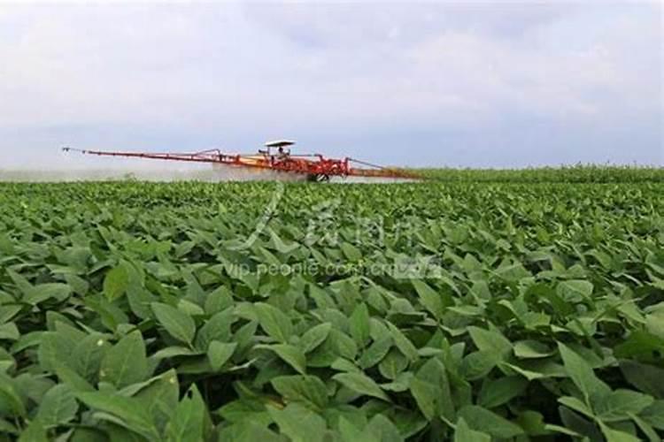 硼肥在大豆的用量是多少