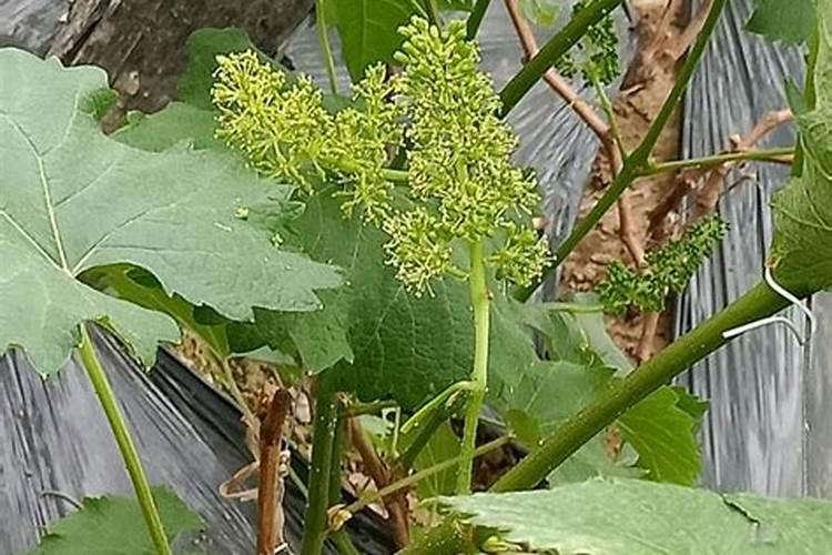 葡萄花后果粒多大浇水施肥