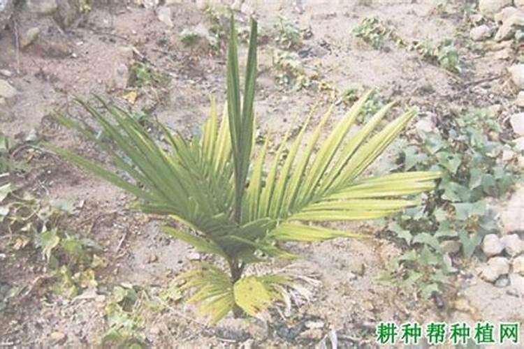 果树开花时须如何保花保果和防虫？