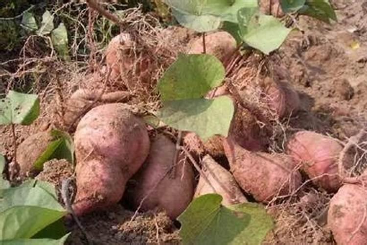 我想扒一扒硅素水这团迷雾(二)——珪素、硅素、水溶性硅素