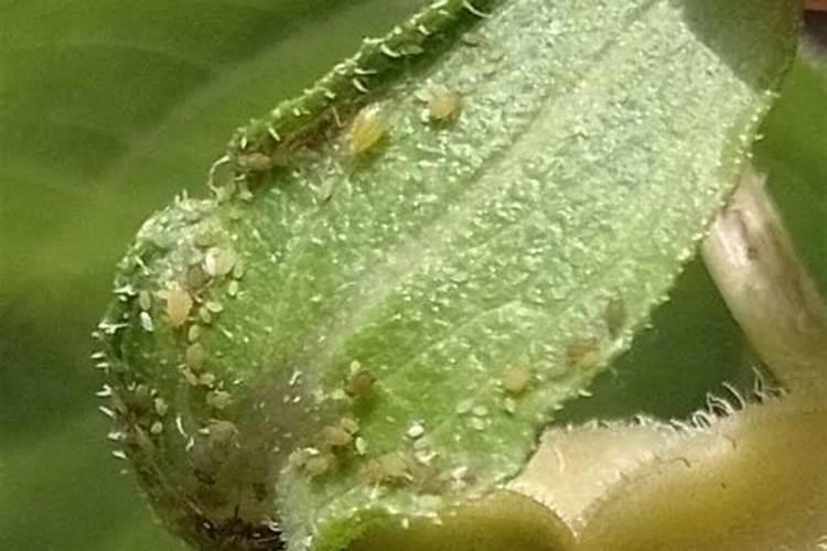 克瑞森和克伦生区别,附克瑞森葡萄种植技术