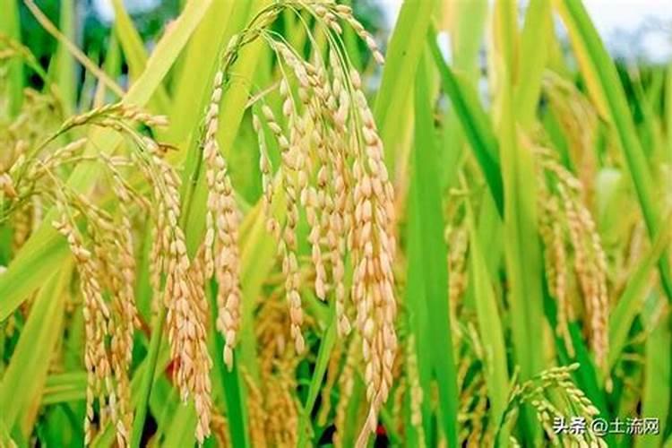 硅肥的效果及功能,什么时候施用,硅肥对水稻的效果