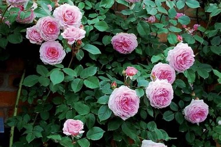 什么花肥开花最旺最好