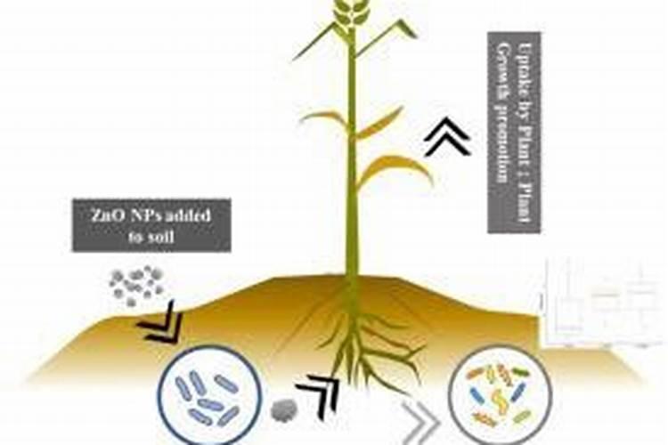 玉米授粉期打芸苔素和磷酸二氢钾加氨基酸水溶肥可以吗