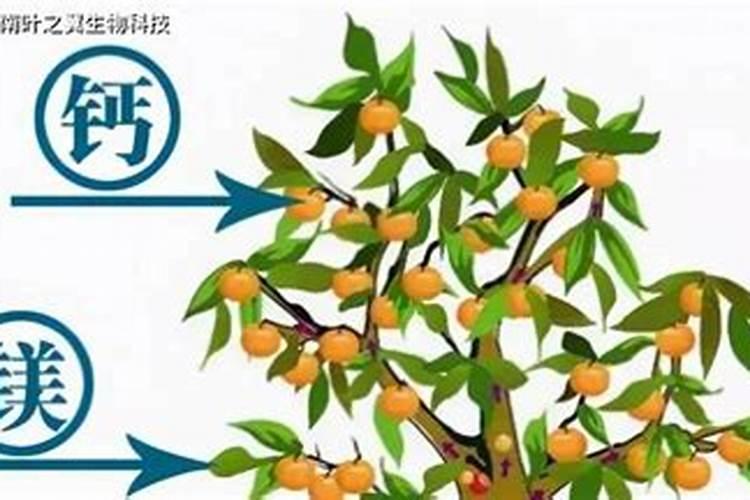 豆角可以使用水溶肥吗？