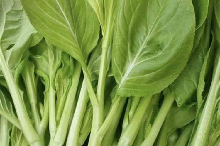 芸苔内酯适合打什么蔬菜