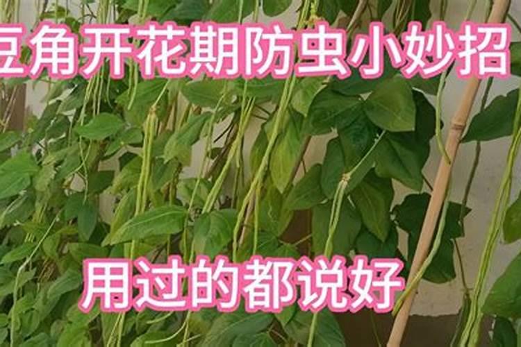 豆角种植期间该选择何种肥料？