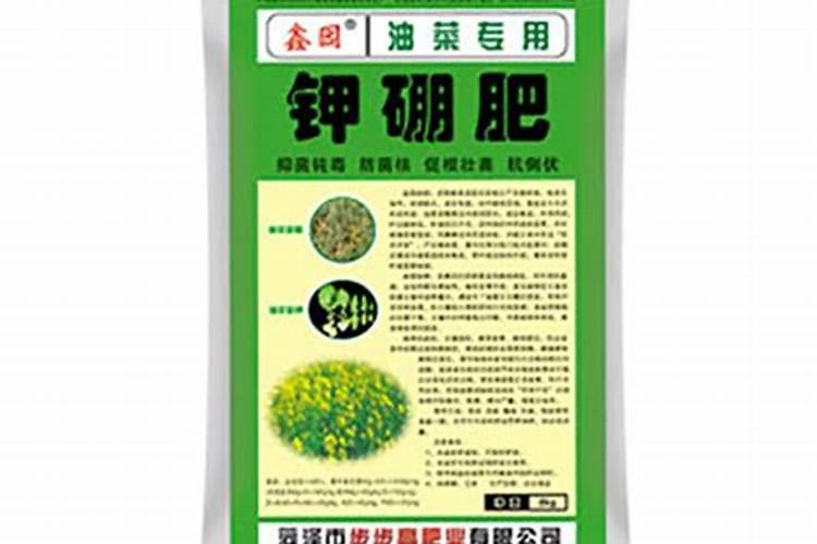 白玉虎皮兰刚载时要不要浇水