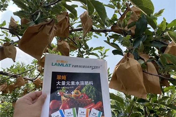 白玉虎皮兰可以放卧室吗