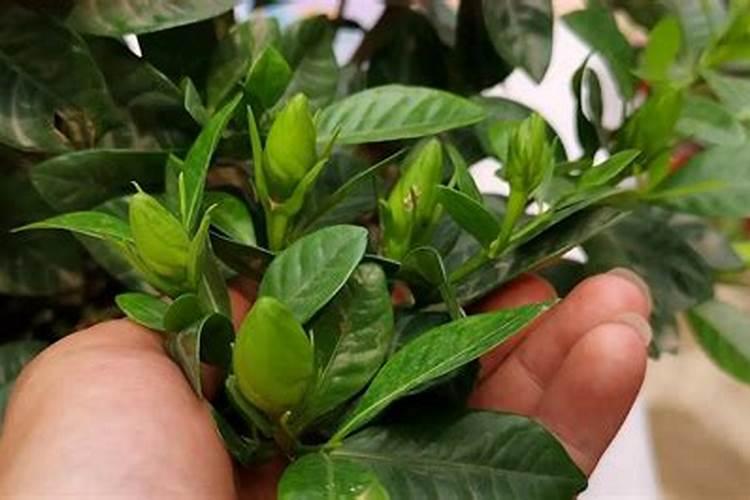 多肉能和栀子花共养吗