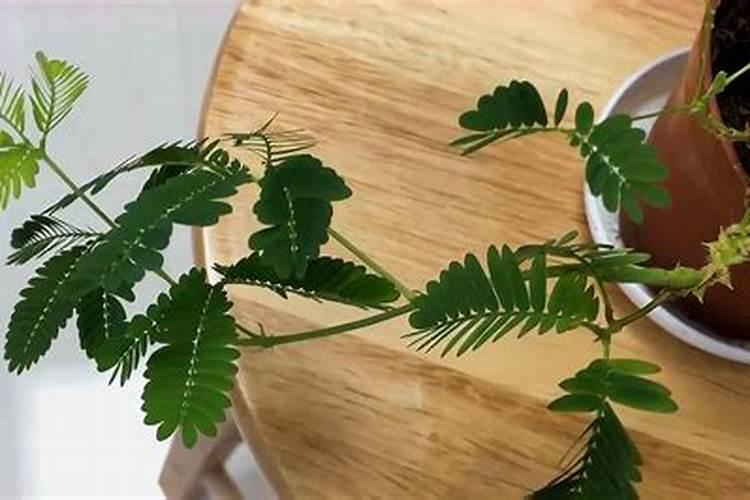 含羞草用什么肥料