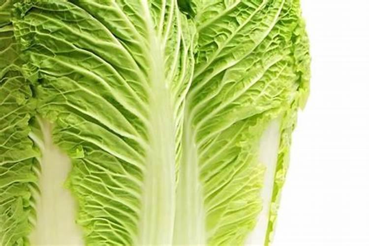 车厘子树苗什么时候种植最好？车厘子树苗栽培的注意事项