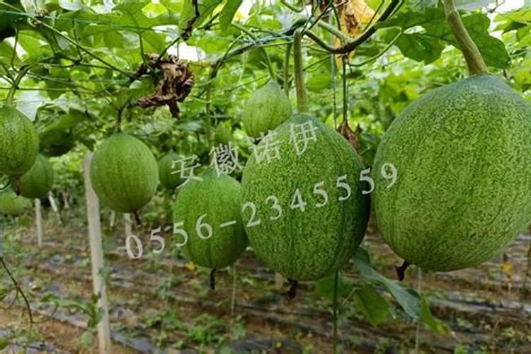 如何判断你的花该施什么肥