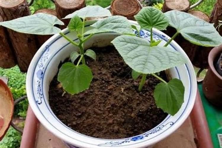 矿源黄腐酸钾大概多少钱？矿源黄腐酸钾什么样的好？矿源黄腐酸钾的使用...