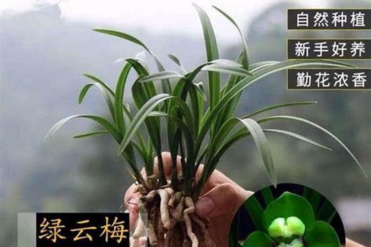 兰草花上盆后多久施肥 兰草花上盆后什么时候施肥