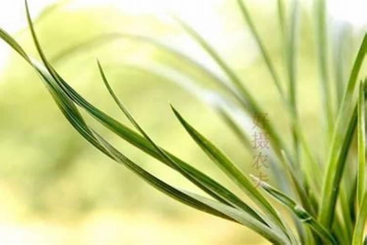 8月兰草养护技巧