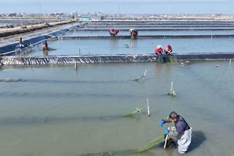 我家池塘螃蟹养殖到中后期,塘里出现大量青苔,现高温期请问用什么办法清...