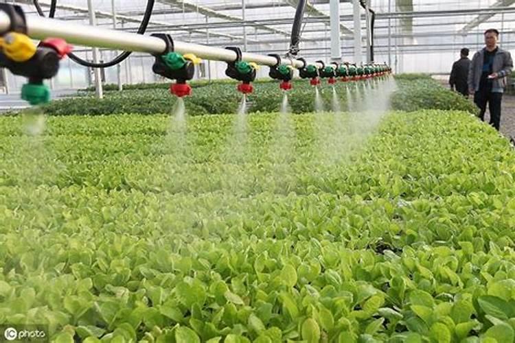 黄麦岭水溶肥效果对比