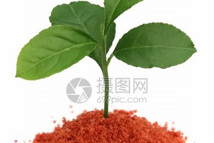 柑橘施肥时期和方法 附肥害症状