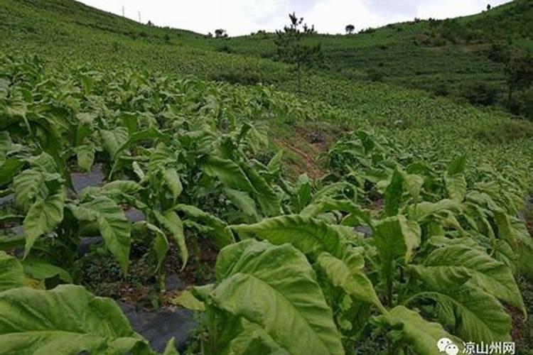 一亩烤烟用多少钾肥 什么时候施钾肥好