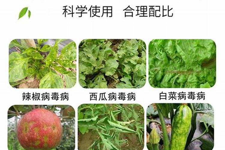 芸苔素几天打一次合适