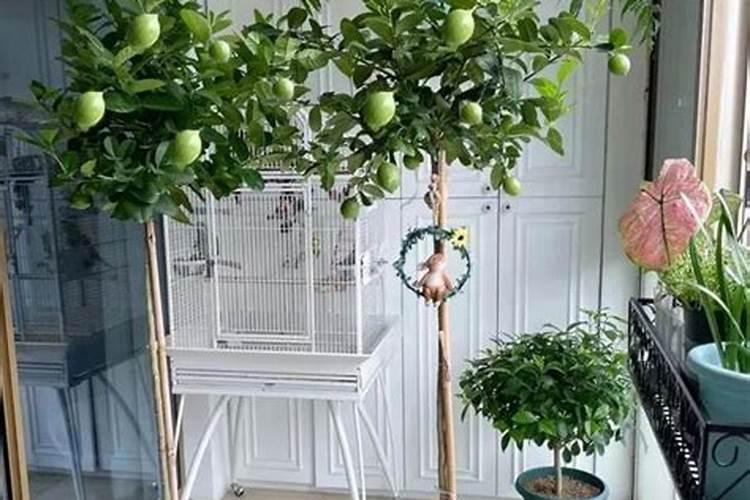 辣椒在结果期能不能控旺