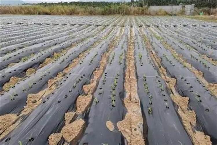 土壤板结放什么肥料