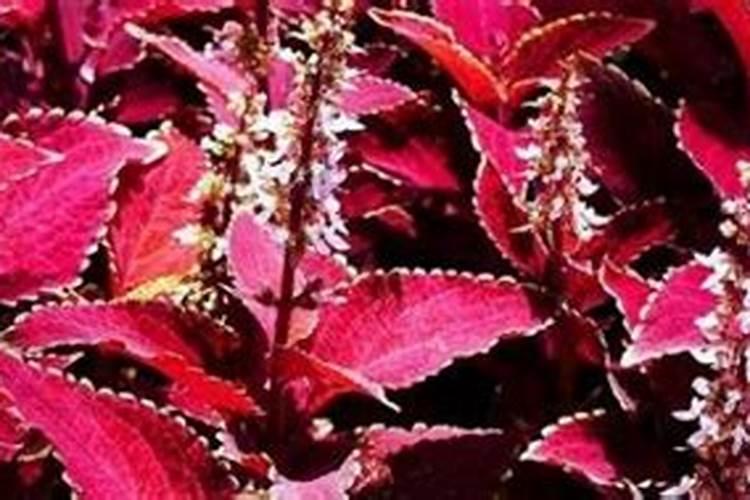 彩叶草施肥方法和注意事项